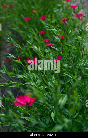 Flowering Red Flax Stock Photo