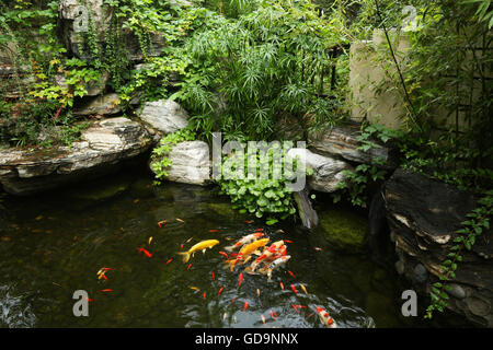 The carp in the pond Stock Photo