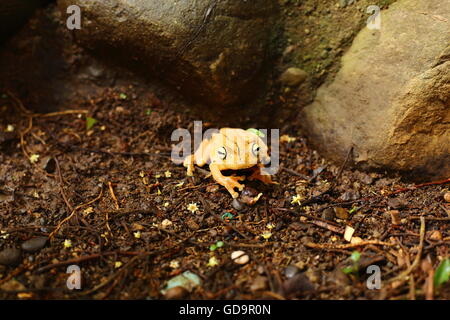 Gladiator tree frog on the jungle floor