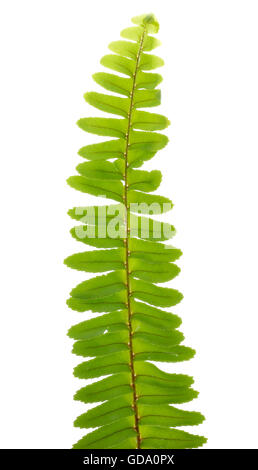 Close up frond leaf fern isolated on white background Stock Photo