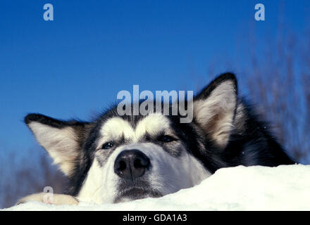ALASKAN MALAMUTE DOG, PORTRAIT OF ADULT LAYING DOWN ON SNOW Stock Photo
