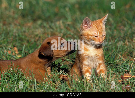 Pup with Red Tabby Domestic Cat on Grass Stock Photo