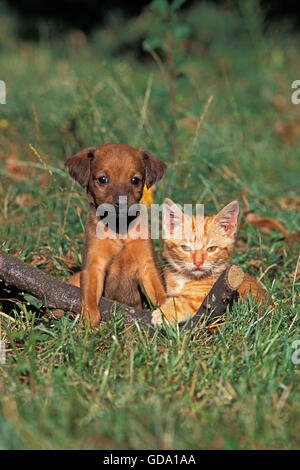 PUP AND KITTEN ON GRASS Stock Photo