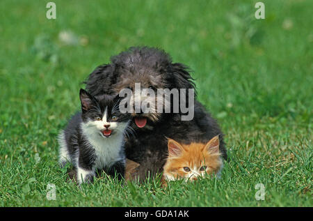 Grey Miniature Poodle Pup with Kittens on Grass Stock Photo