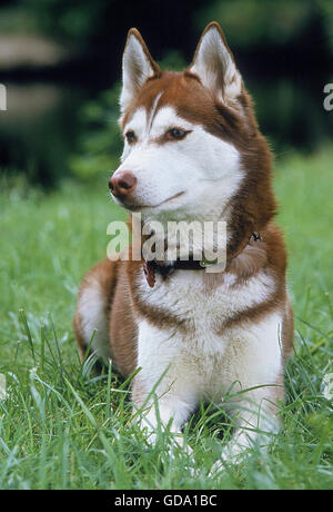 Siberian Husky,  Adult laying on Grass Stock Photo