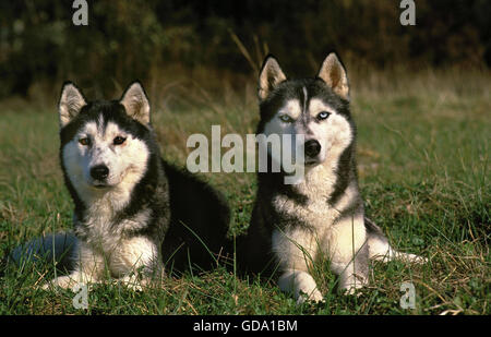 SIBERIAN HUSKY, ADULTS LAYING DOWN ON GRASS Stock Photo