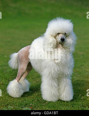 White Giant Poodle, Adult standing on Lawn Stock Photo