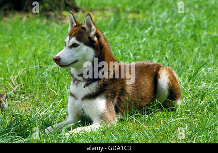 Siberian Husky, Adult Laying on Grass Stock Photo
