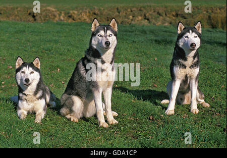 Siberian Husky, Adults on Grass Stock Photo