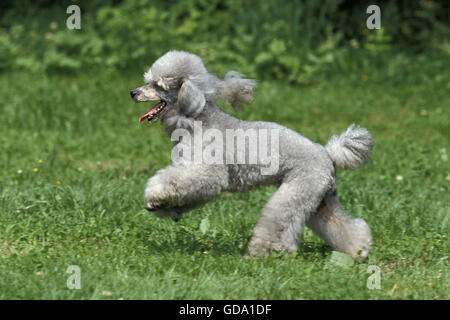 Grey Miniature Poodle, Dog running on Grass Stock Photo