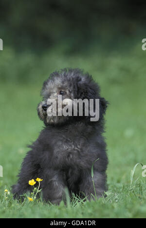 Grey Miniature Poodle Dog, Puppy Stock Photo