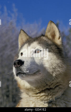 Siberian Husky Dog, Portrait of Adult Stock Photo