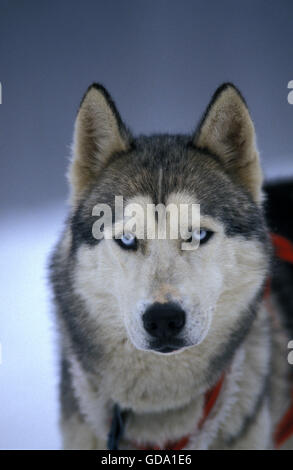 Siberian Husky Dog, Portrait of Adult Stock Photo