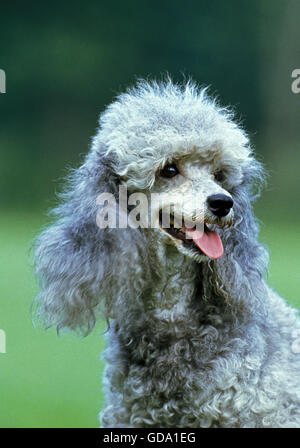 Grey Miniature Poodle, Portrait of Dog Stock Photo