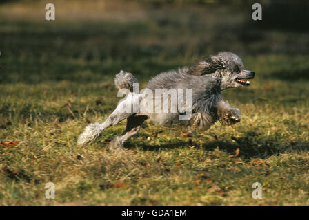 Grey Miniature Poodle Dog running Stock Photo