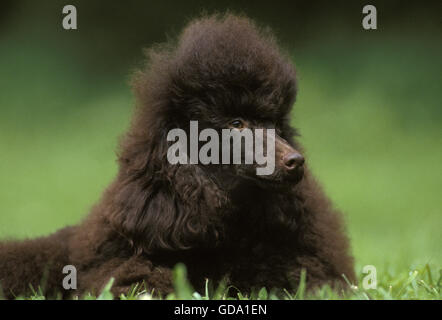 Black Miniature Poodle, Portrait of Dog laying on Grass