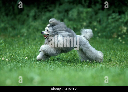 Grey Miniature Poodle Dog, Male running Stock Photo