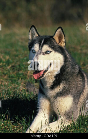 Siberian Husky Dog, Adult laying on Grass Stock Photo