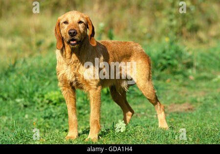 are griffon fauve de bretagne aggressive