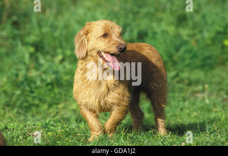BRITTABY FAWN BASSET DOG OR BASSET FAUVE DE BRETAGNE, ADULT STANDING ON GRASS Stock Photo