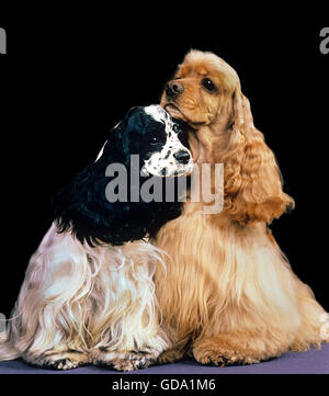 American Cocker Spaniel Stock Photo
