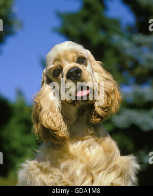 AMERICAN COCKER SPANIEL, HEAD OF ADULT Stock Photo