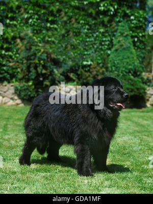 Newfoundland Dog, Adult standing on Grass Stock Photo