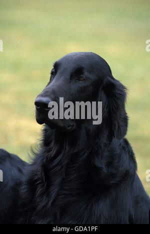 Portrait of Flat Coated Retriever Dog Stock Photo