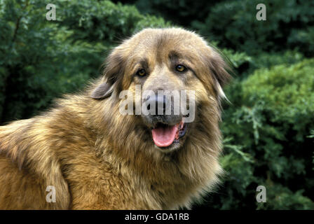 Cao Da Serra Da Estrela, Portugese Mountain Dog, Portrait Stock Photo