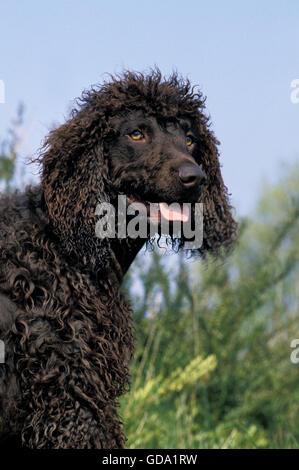 Irish Water Spaniel Dog, Portrait of Adult with Tongue out Stock Photo