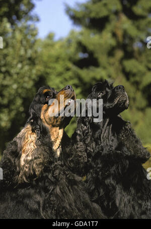 Portrait of American Cocker Spaniel Dog Stock Photo