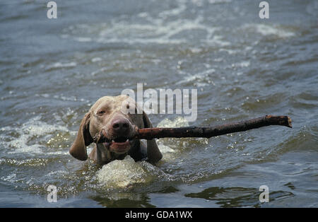 can weimaraners swim