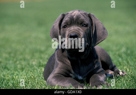 NEAPOLITAN MASTIFF DOG, PUP LAYING ON GRASS Stock Photo