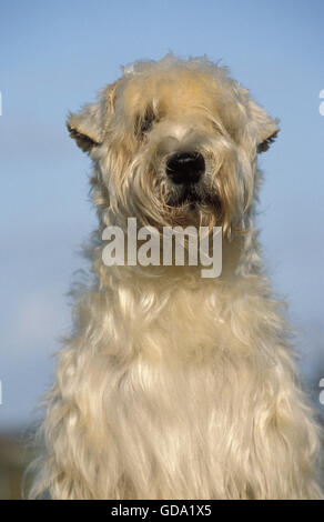 SOFT COATED WHEATEN TERRIER, PORTRAIT OF ADULT Stock Photo
