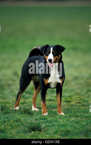 APPENZELL MOUNTAIN DOG, ADULT Stock Photo