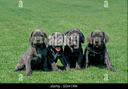 Neapolitan Mastiff Dog, Pup sitting on Lawn Stock Photo