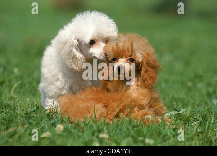 WHITE AND ABRICOT TOY POODLES Stock Photo
