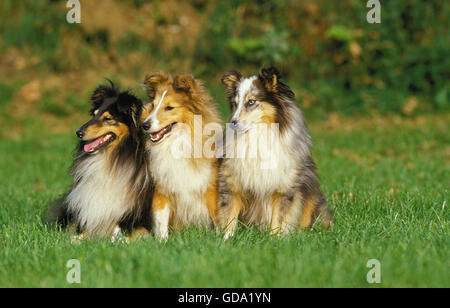Shetland Sheepdog, Group of Adults sitting on Grass Stock Photo