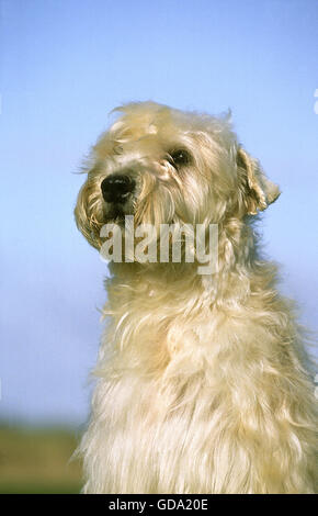 SOFT COATED WHEATEN TERRIER, HEAD OF ADULT Stock Photo
