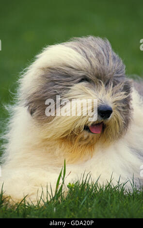 Bobtail Dog or Old English Sheepdog on Lawn Stock Photo