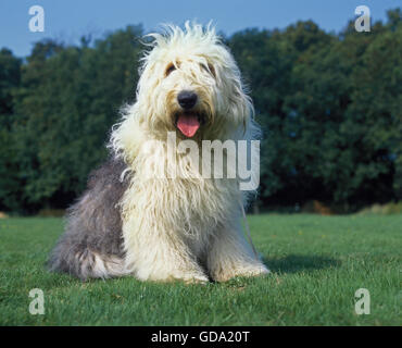 Bobtail Dog or Old English Sheepdog on Lawn Stock Photo