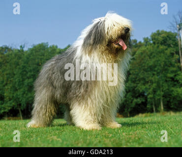 Bobtail Dog or Old English Sheepdog, standing on Grass Stock Photo