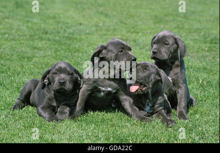 Neapolitain Mastiff Dog, Pup standing on Grass Stock Photo