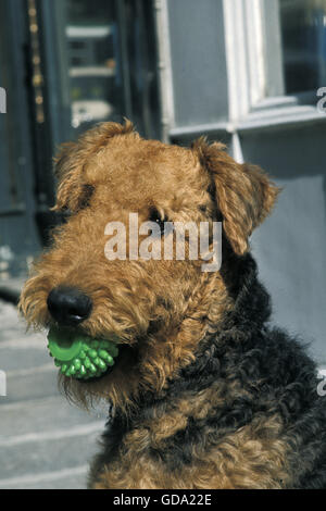 Airedale Terrier Dog, Adult with Ball in its Mouth Stock Photo