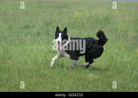 Karelian Bear Dog running on Grass Stock Photo