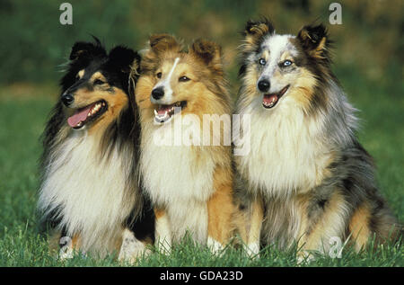Shetland Sheepdog, Adults sitting on Lawn Stock Photo