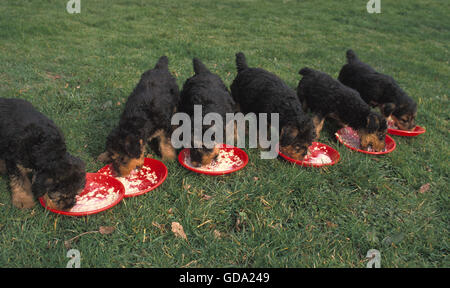 Airedale Terrier Dog, Puppies eating Stock Photo