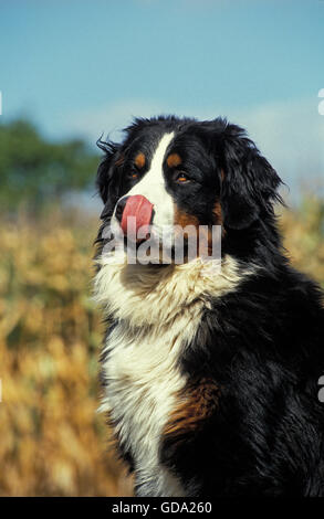 Bernese Mountain Dog Licking its Chops Stock Photo