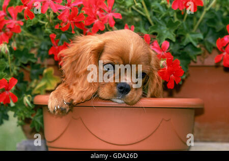 CAVALIER KING CHARLES SPANIEL, PUP IN FLOWERS, ruby Stock Photo