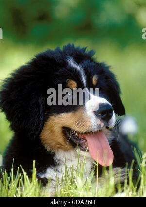 BERNESE MOUNTAIN DOG, PUP LAYING DOWN ON GRASS Stock Photo